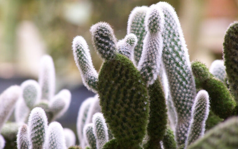 How-to-plant-and-care-for-my-cacti-2