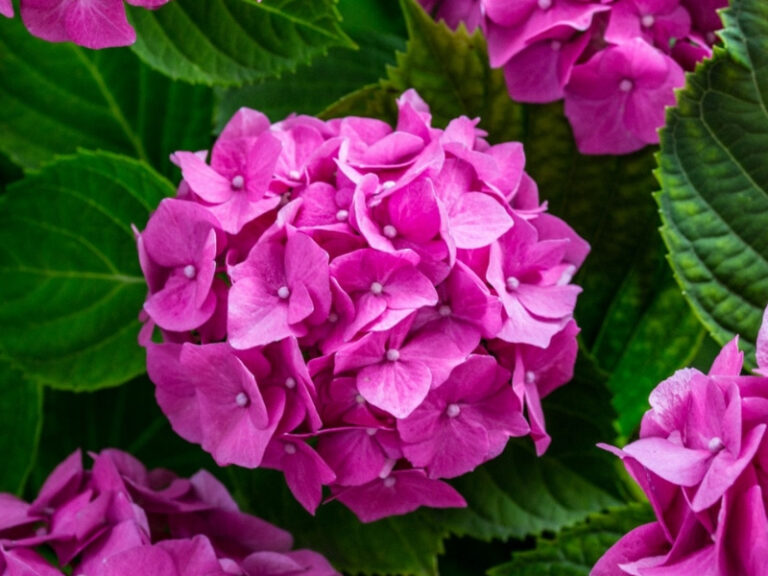 How-to-plant-and-care-for-my-hydrangeas-2