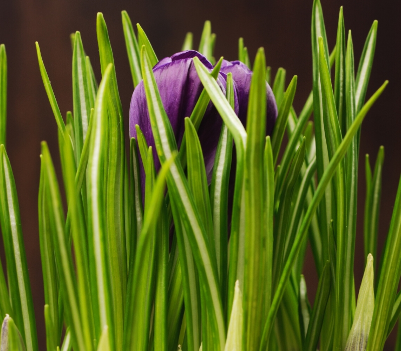 iris viola