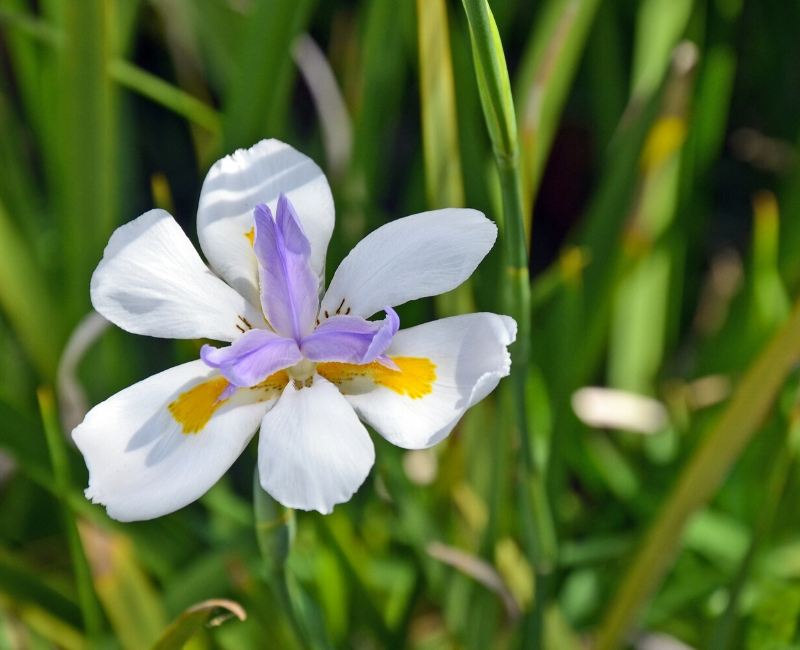 coltivazione iris