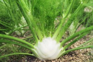 Large-Fennel-ThinkstockPhotos-515702303