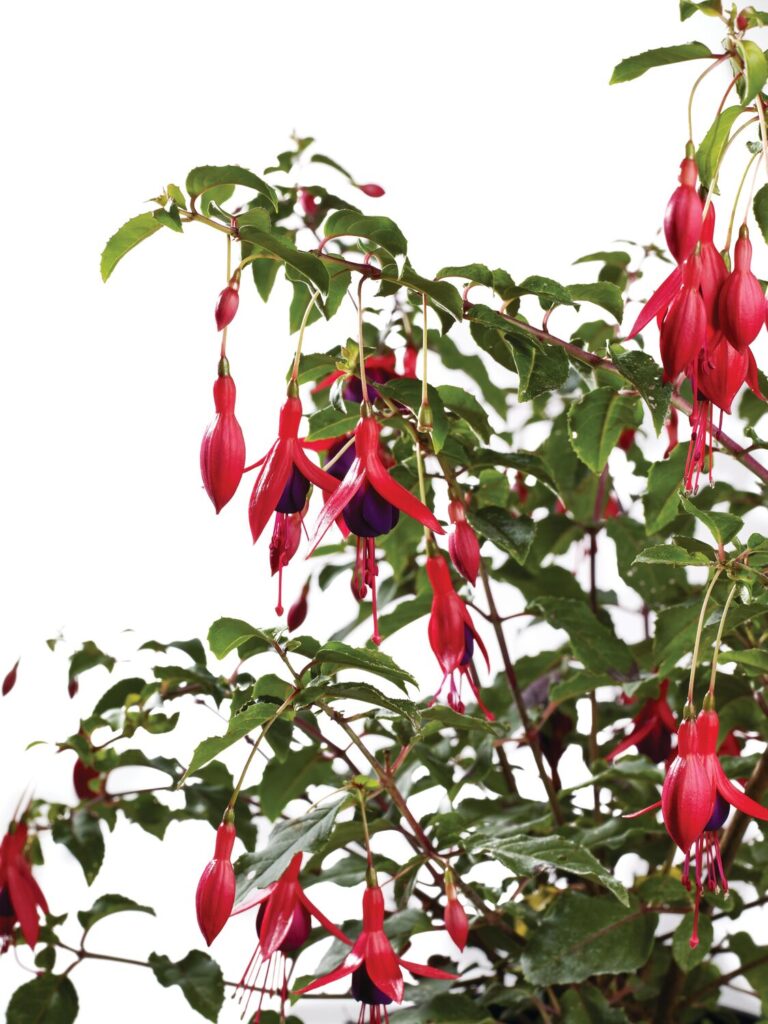 pianta da ombra fuchsia hybrida