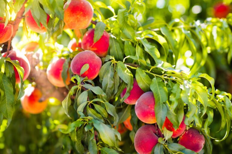 Large-Peach-tree-ThinkstockPhotos-675064484