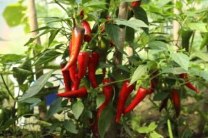 Large-Pepper-ThinkstockPhotos-833158918