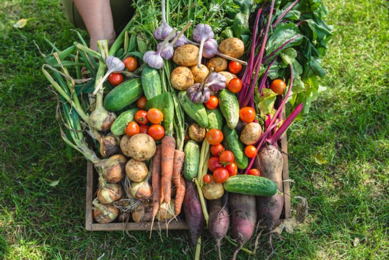 Large-Seezon-vegetables-gardening-potager