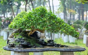 Medium-Bonzai-ThinkstockPhotos-641167636