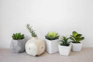 Medium-Indoor-plants-ThinkstockPhotos-506202118