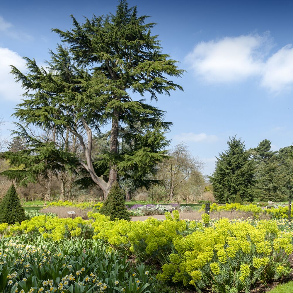 Giardino Botanico Kew Royal, Londra
