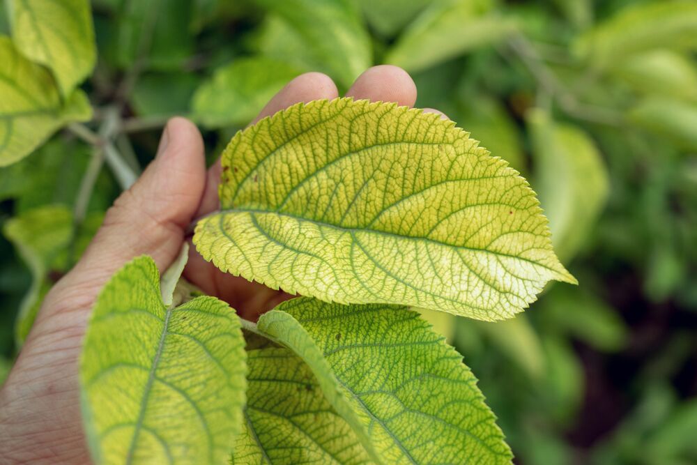 Medium-Seezon - Nutrient deficiencies in plants How to prevent and detect - chlorosis