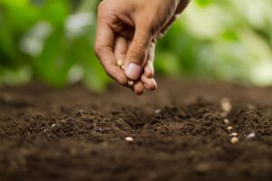 Medium-Seezon-seeds-sowing