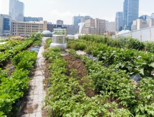 Urban Rooftop Farm