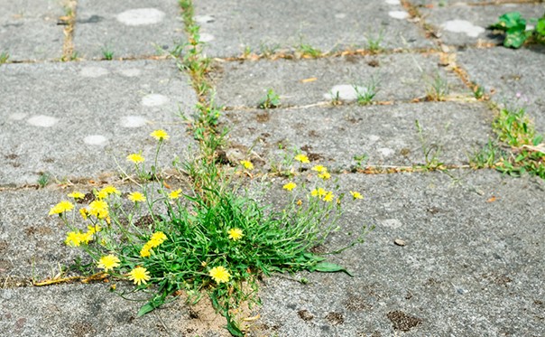 flower on ground