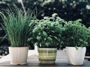 herbs-3577286_960_720