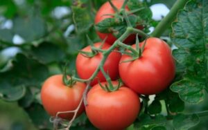 pomodoro-6