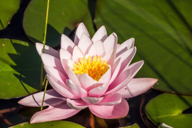 seezon lotus