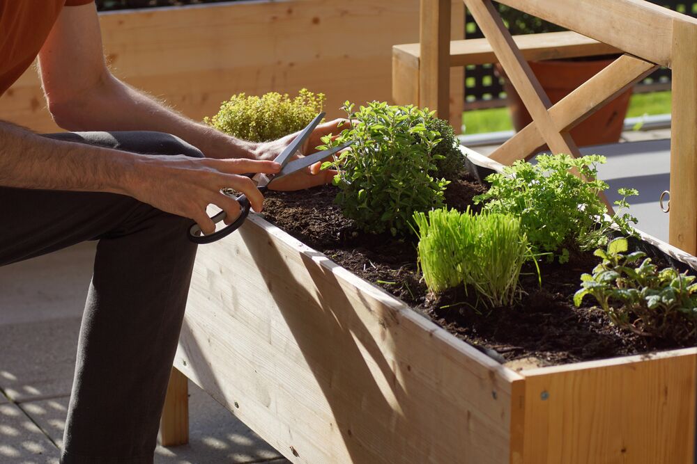 Medium-Seezon -Urban gardening for beginners 2