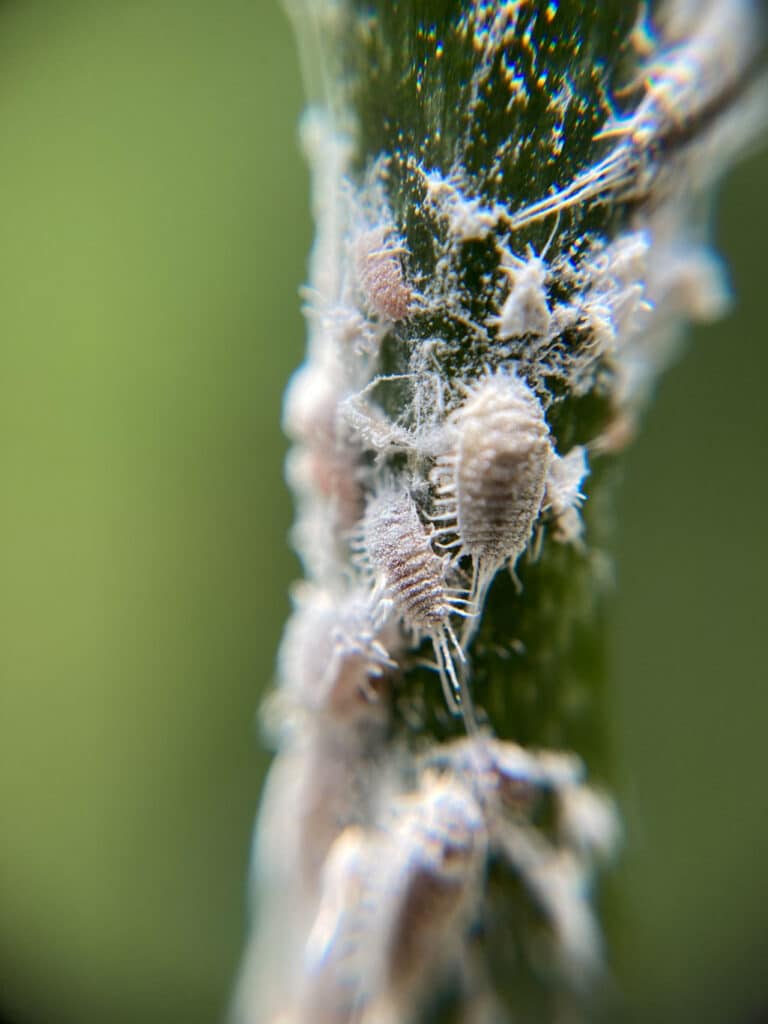 cocciniglia cotonosa degli agrumi