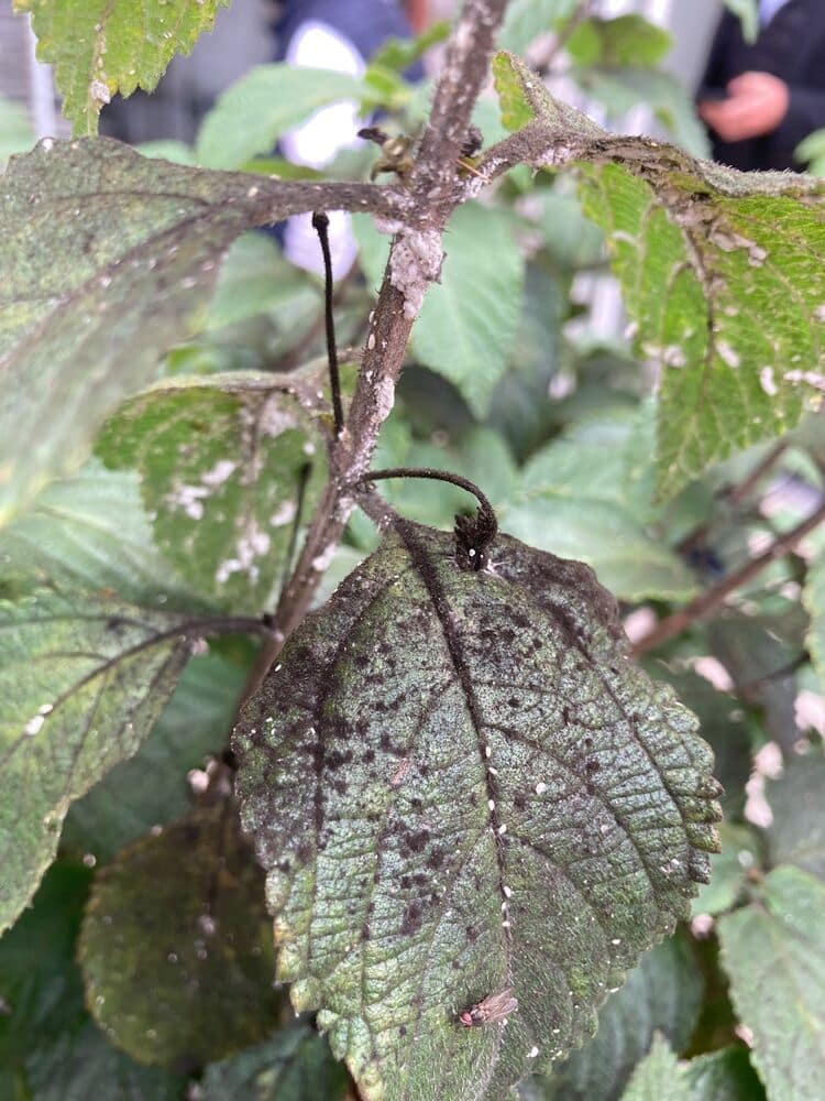 fumaggine causata da cocciniglia